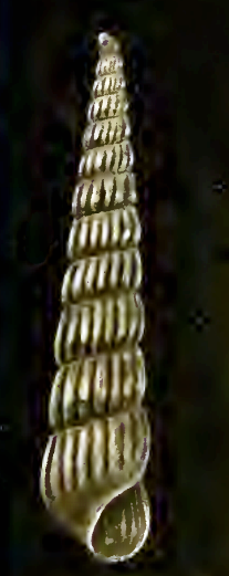 Turbonilla crystalina 001.png 