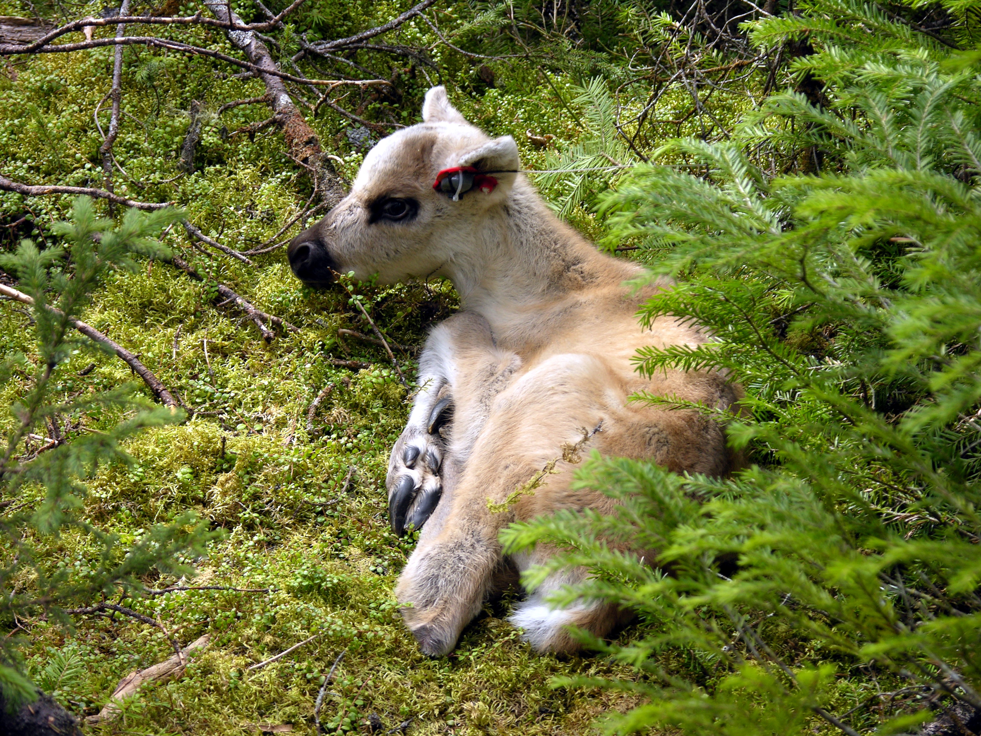 File Un Faon Caribou Jpg Wikimedia Commons