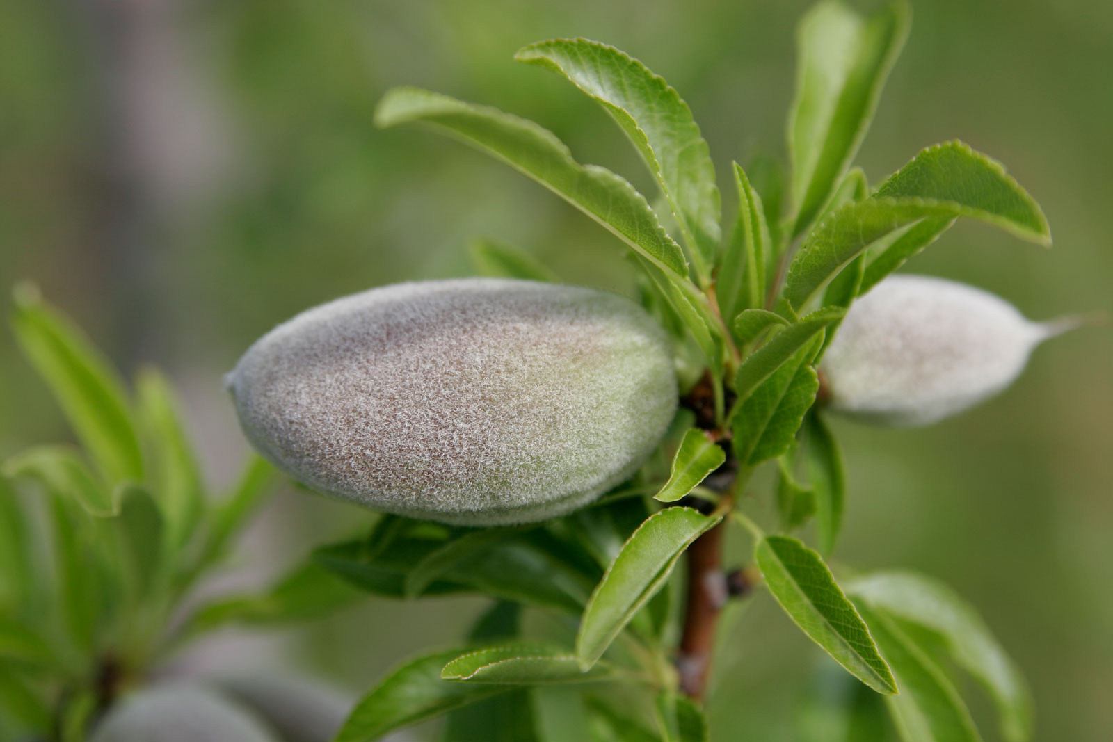 amandes amères