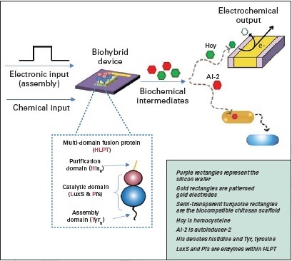 File:Using electronics to control 'smart' bacteria to defeat lethal agents 140919-A-AB123-003.jpg