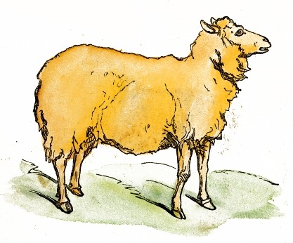 Watercolor Sheep