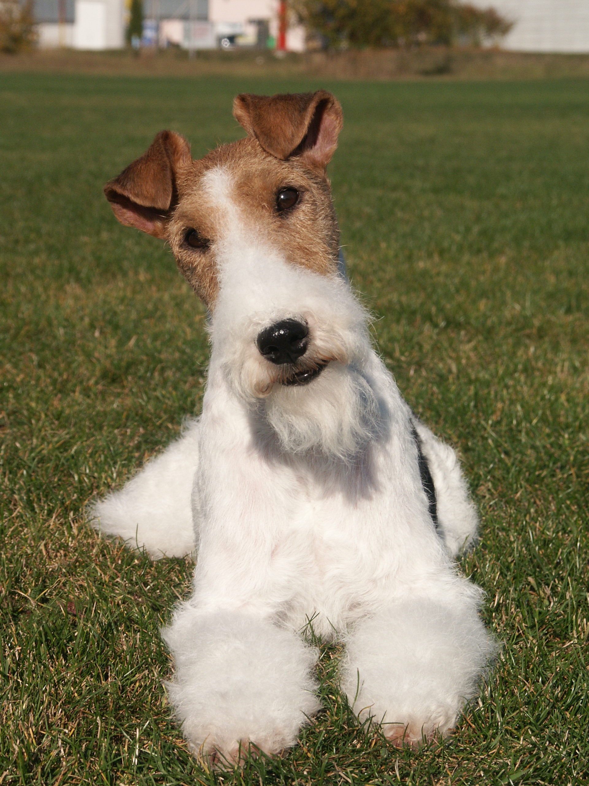 foxhound terrier