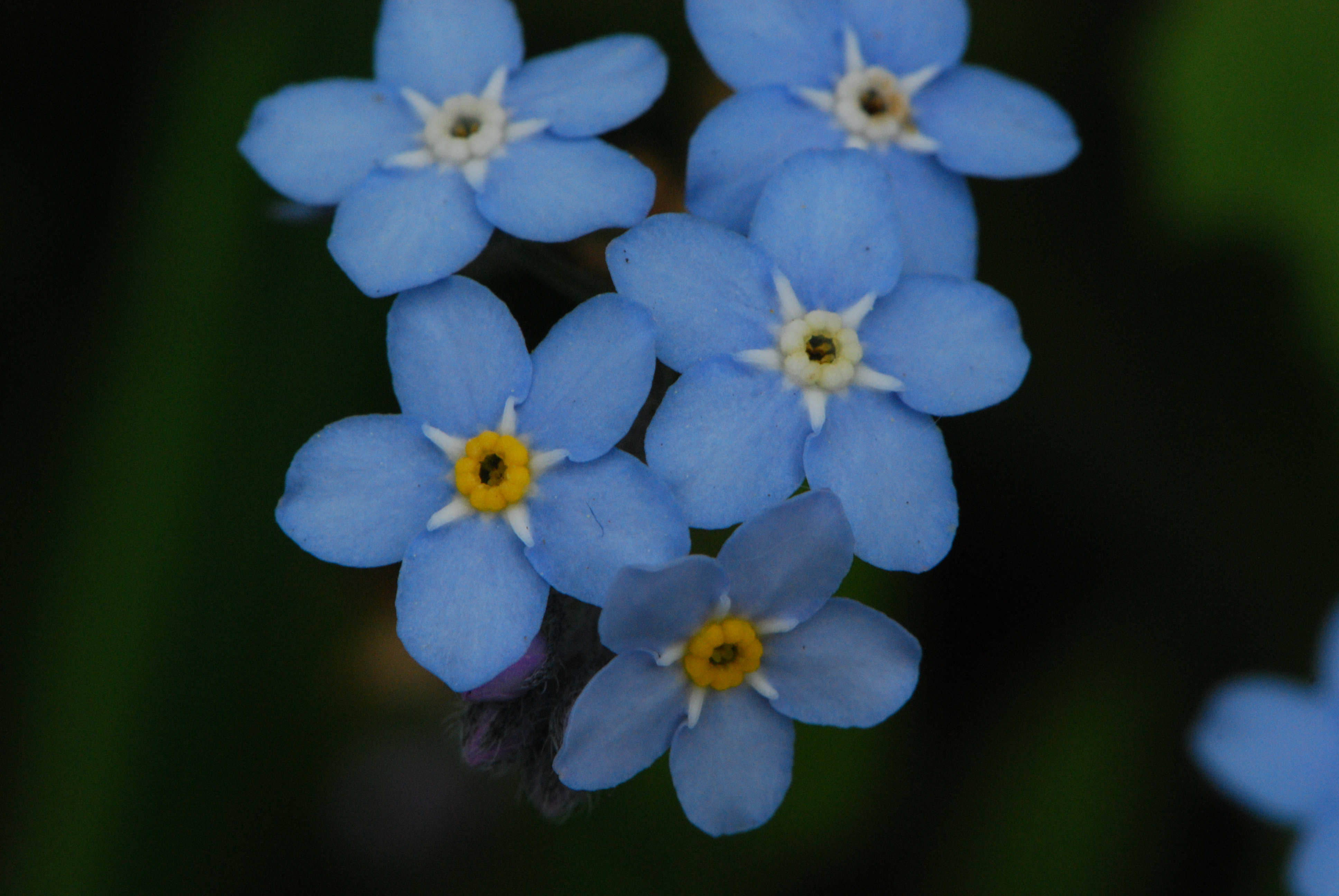  Myosotis sylvatica, Woodland Forget Me Not