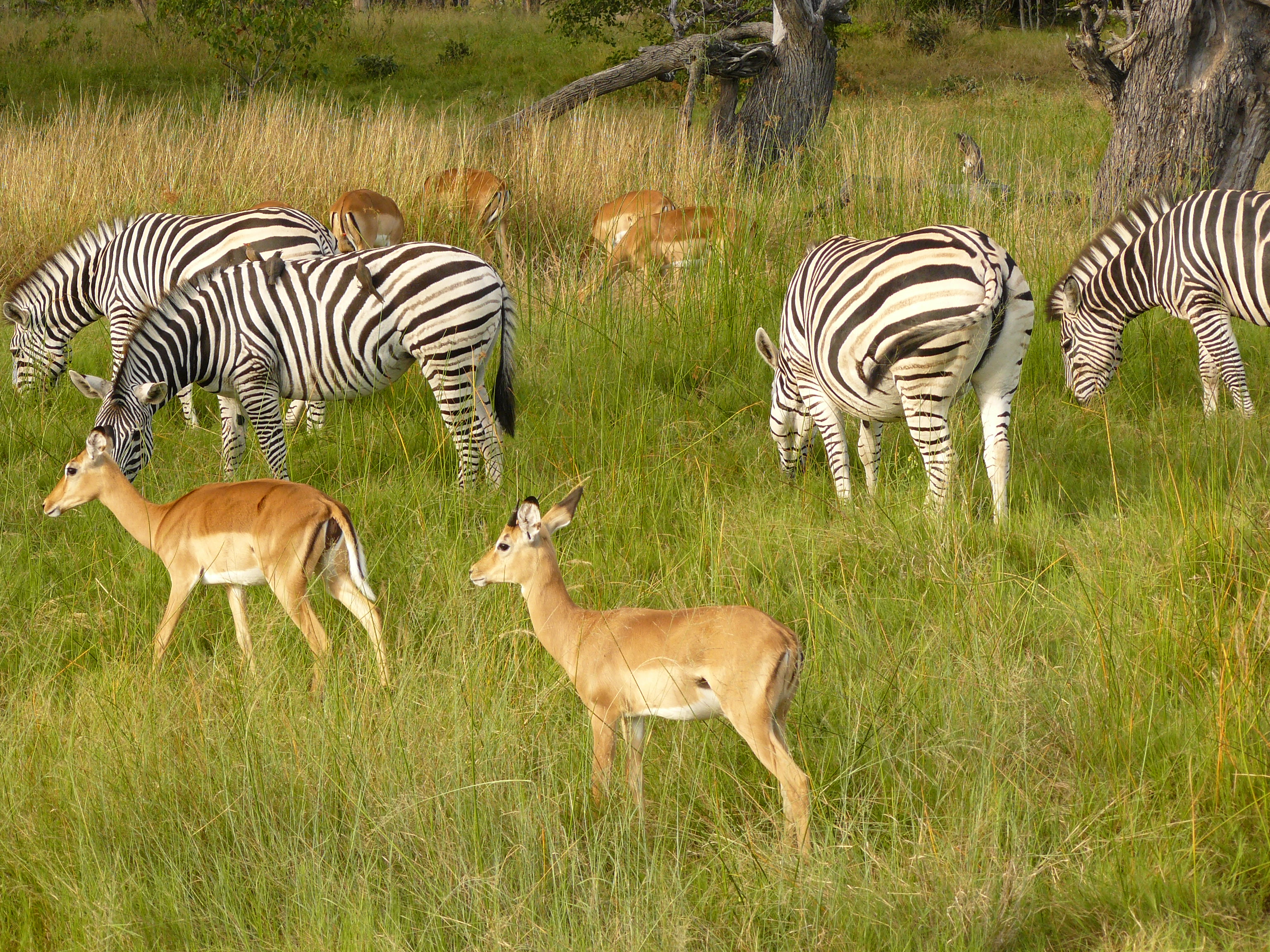 File:Zebras chobe national  - Wikipedia