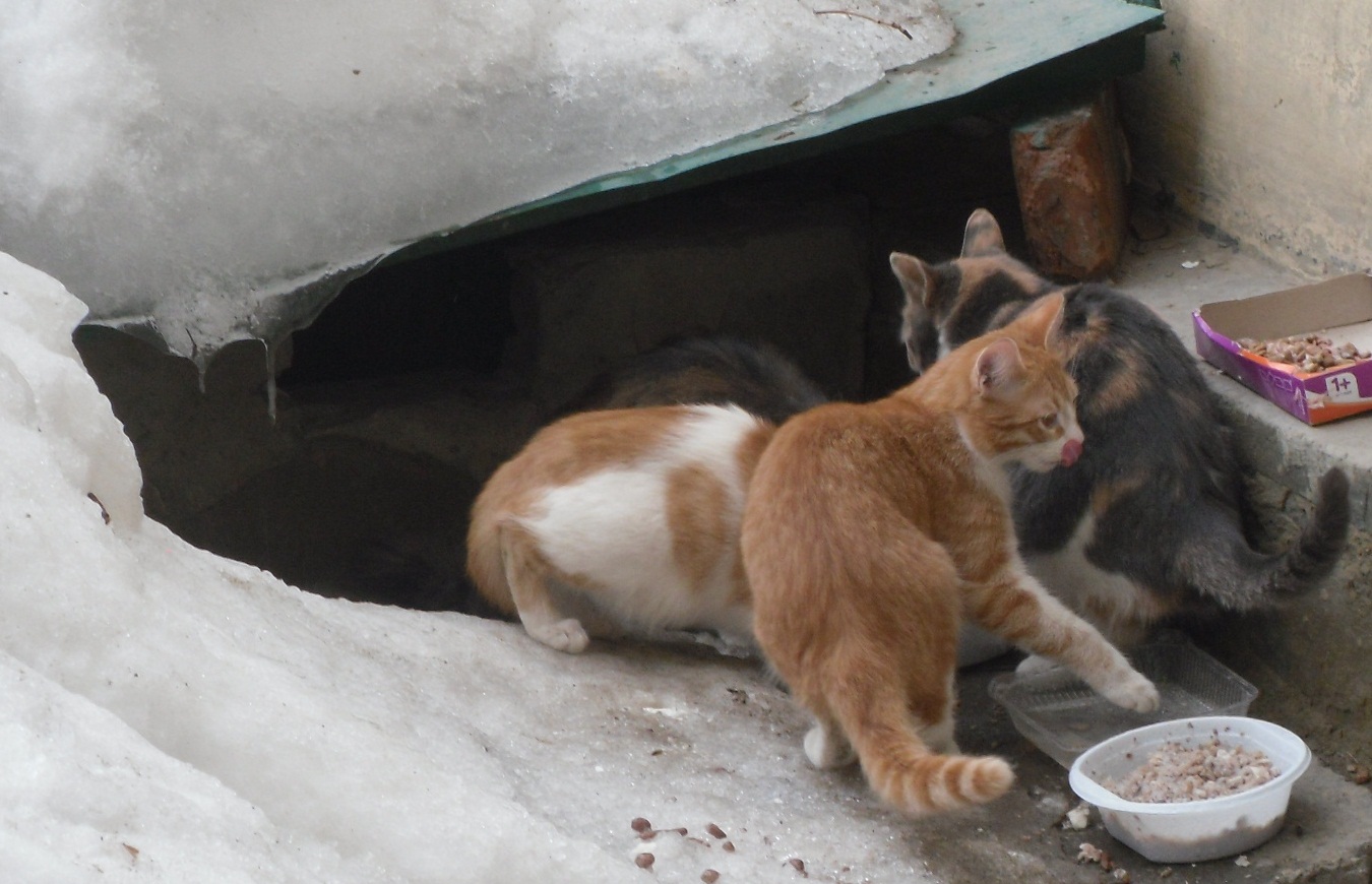 Я вышел на поляну. Кот выходит из комнаты фото. Вышла кошка за кота. Смешные картинки вышли из подвала, после работы. Кот выходит из двери фото.