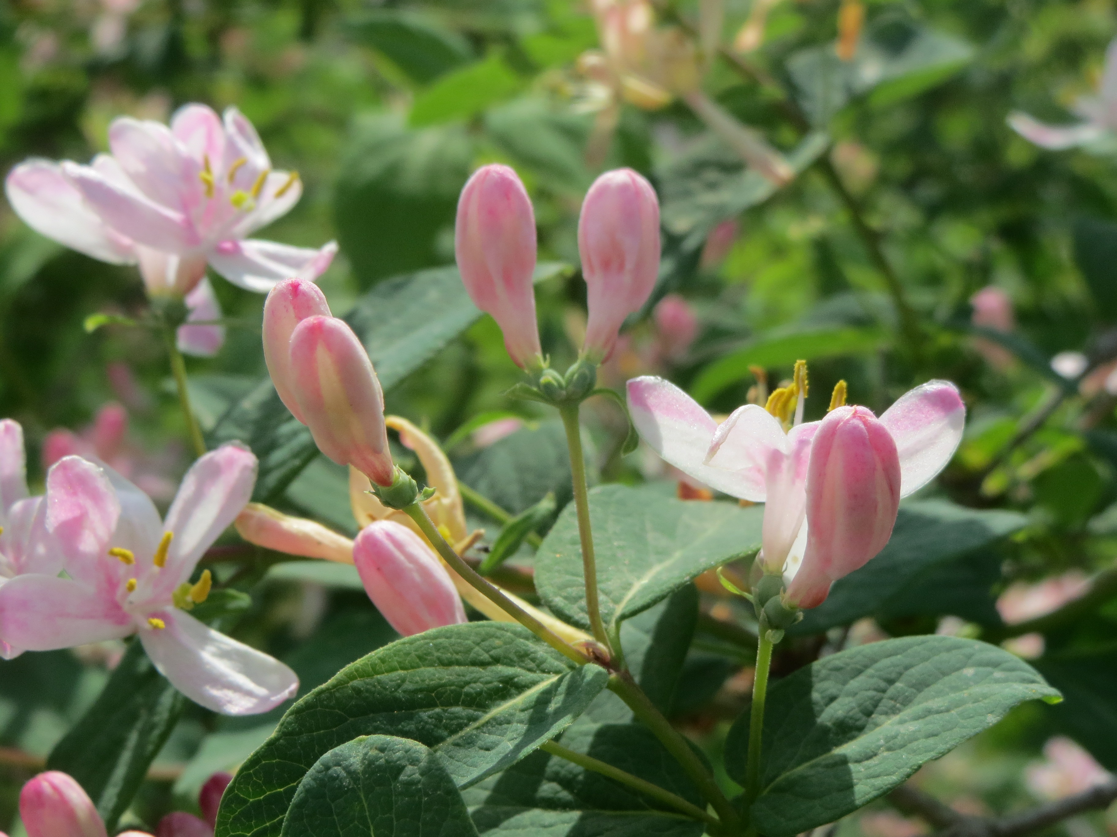 Https tatarica org. Lonicera tatarica. Lonicera tatarica l. CV. Alba. Lonicera tatarica 'Hack's Red'. Lonícera tatárica grandiflora стрижка.