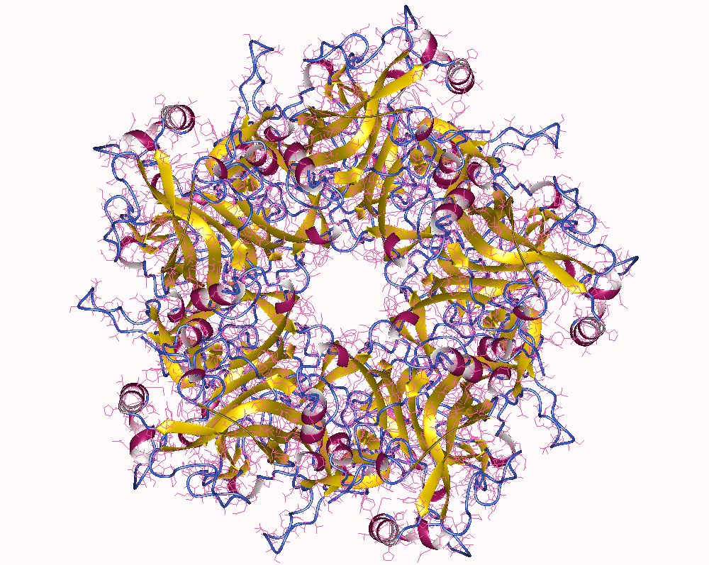 human papilloma virus database