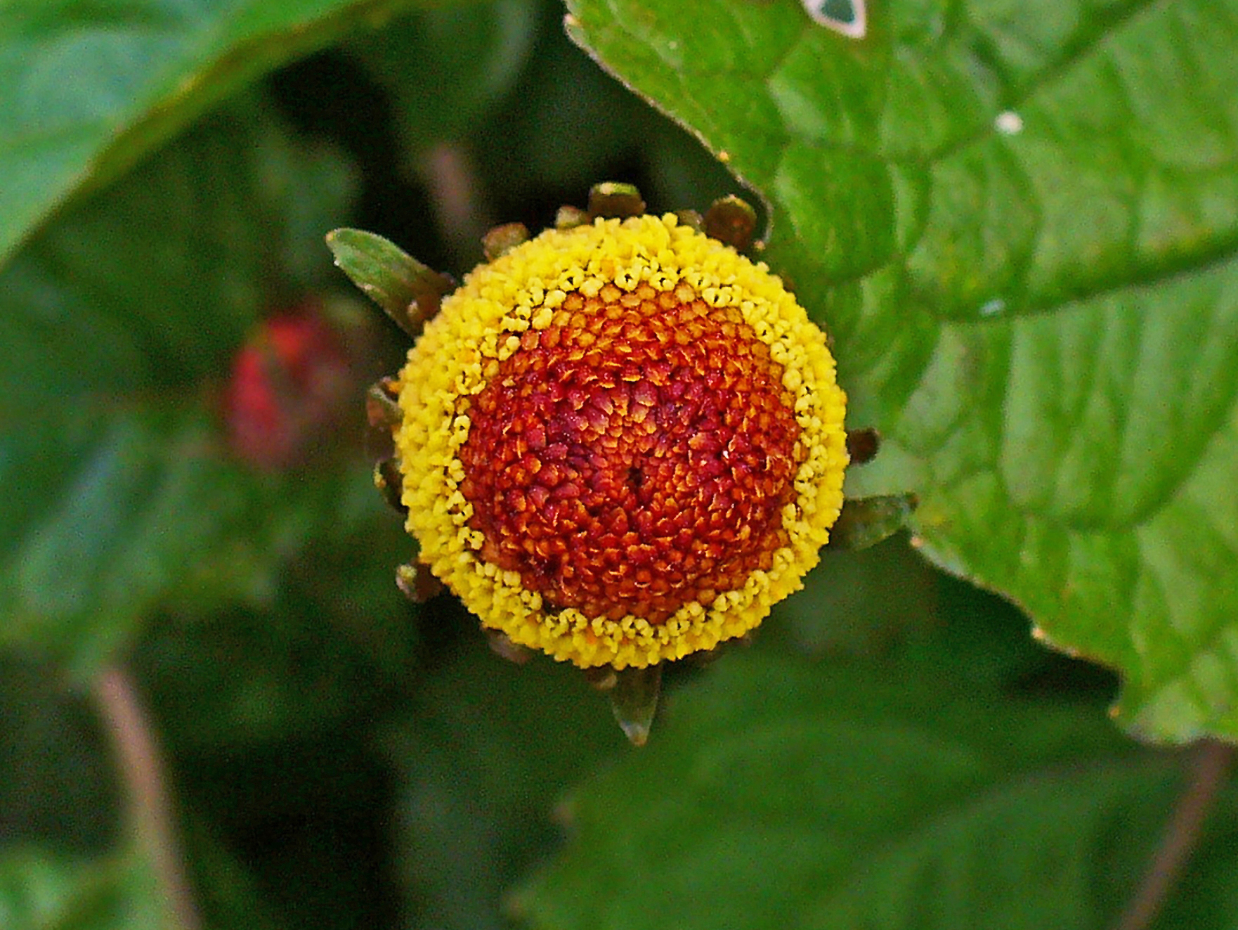 Toothache plant