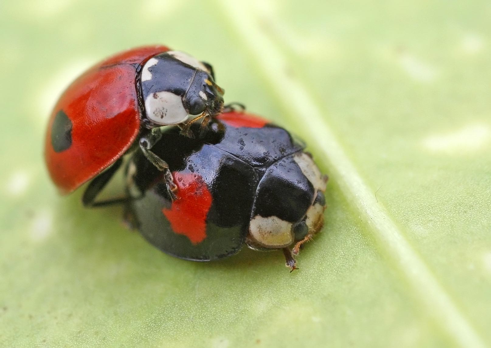 Двухточечная коровка. Божьей коровки Adalia bipunctata. Коровка двухточечная (Adalia bipunctata). Adalia bipunctata куколка. Coccinellidae Adalia bipunctata l.