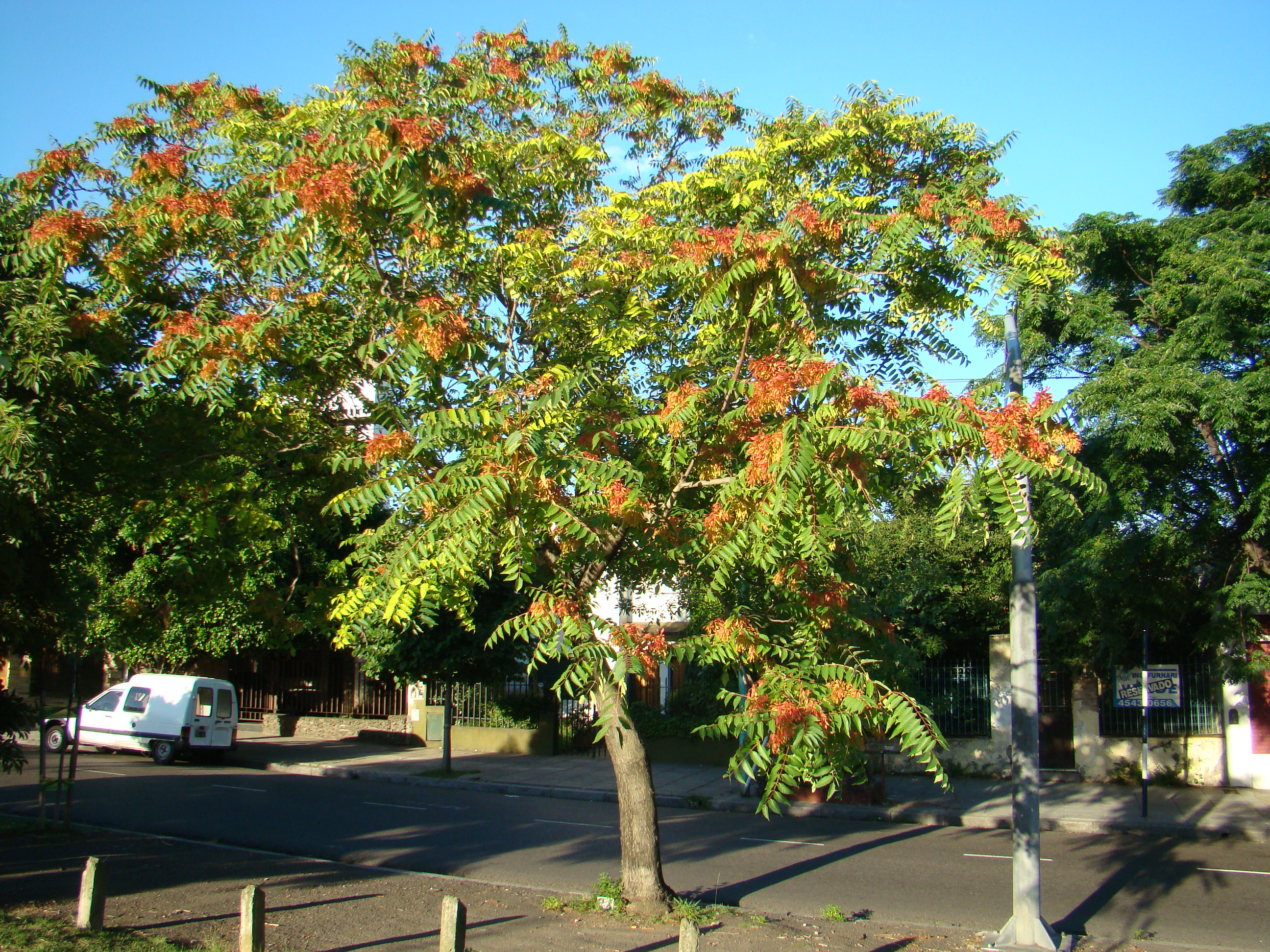 Ailanthus altissima - Wikipedia, la enciclopedia libre