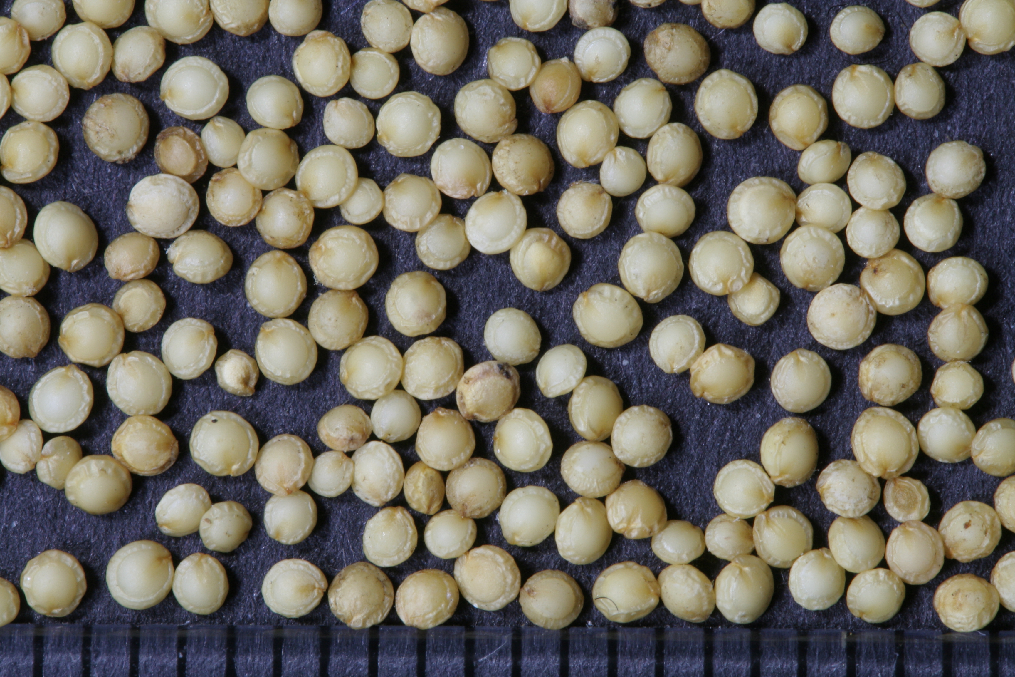 Amaranthus cruentus L., seeds.JPG