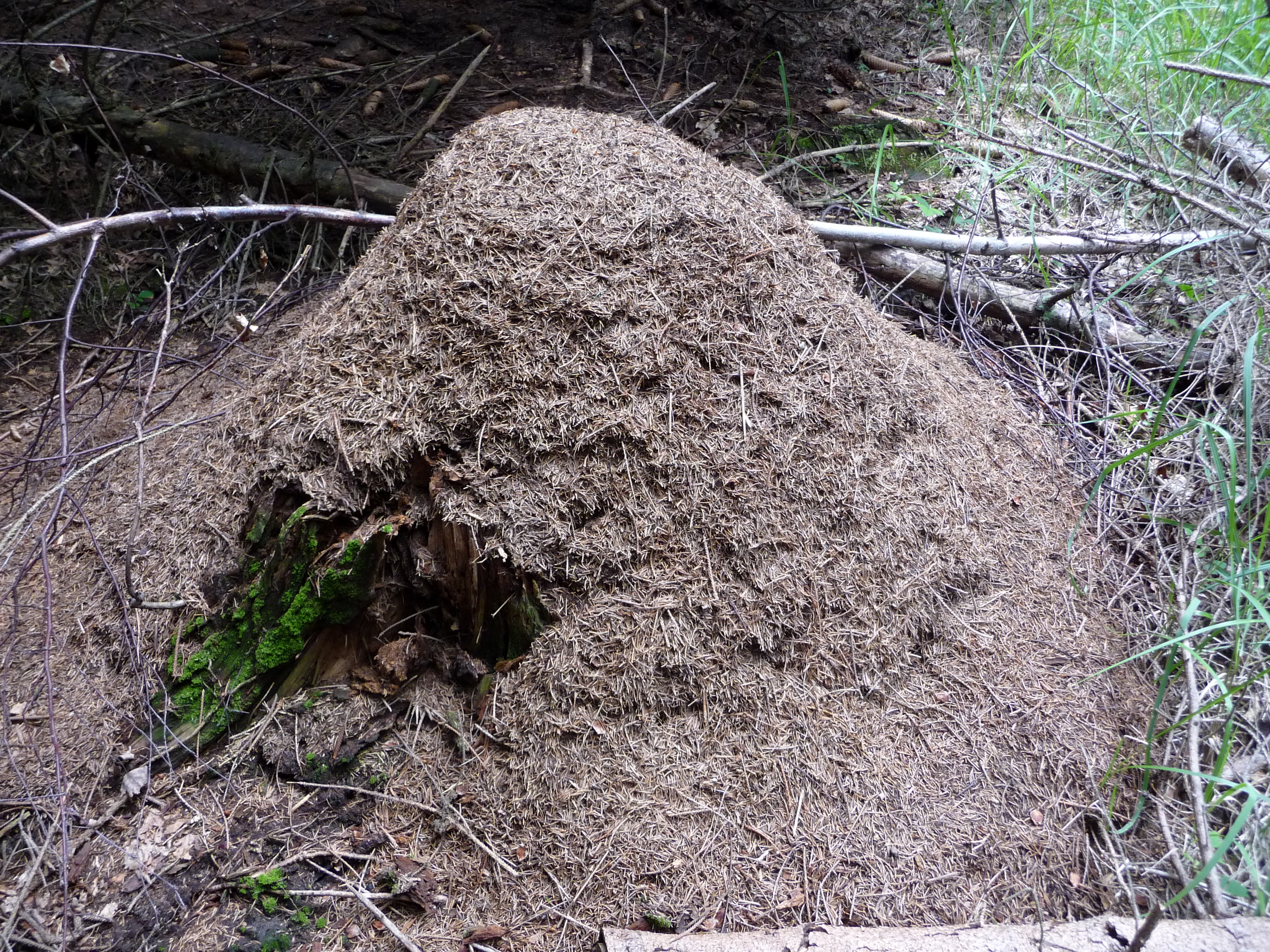 Разрушение муравейника