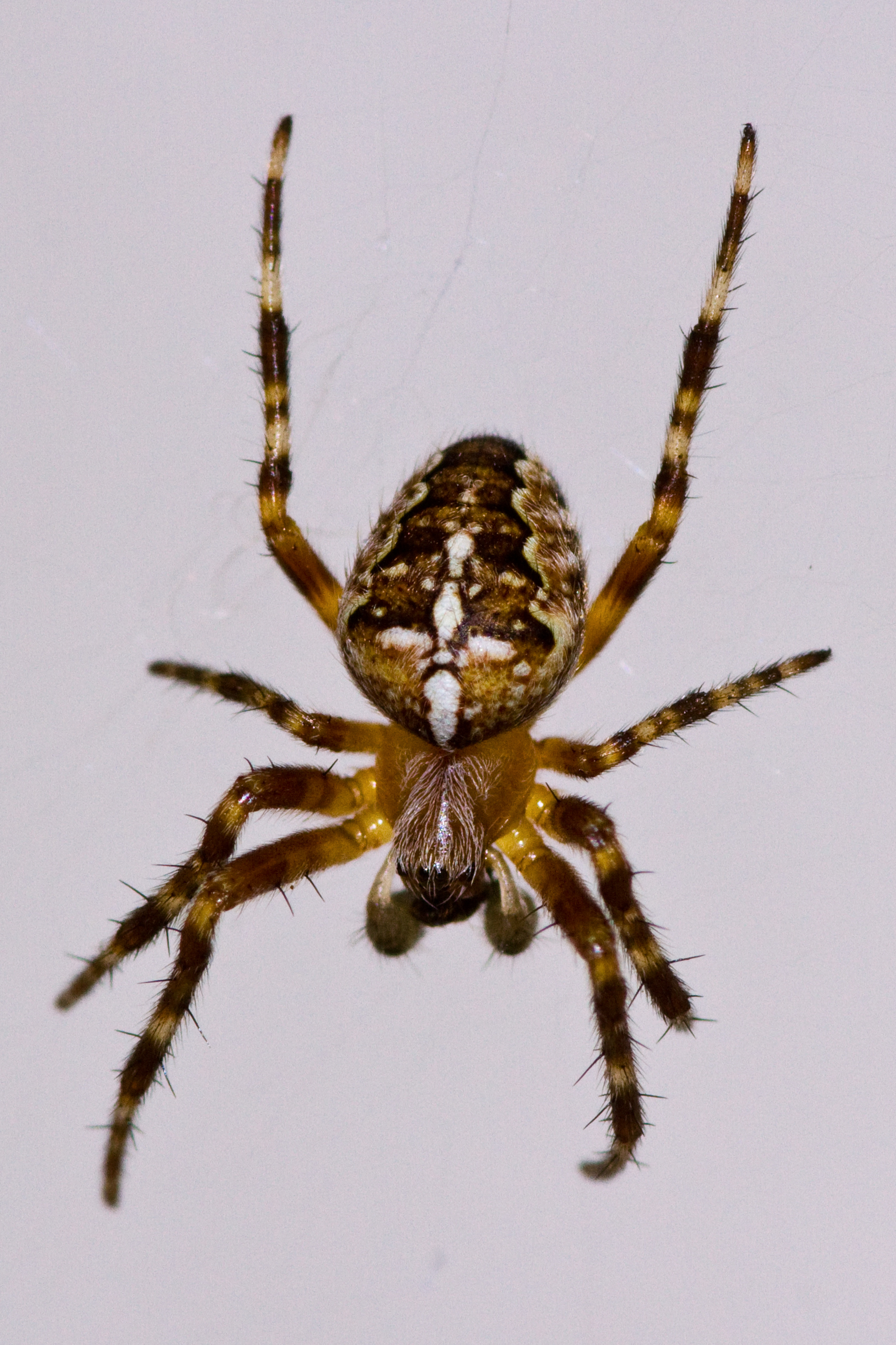 File Araneus Diadematus European Garden Spider 001 Jpg