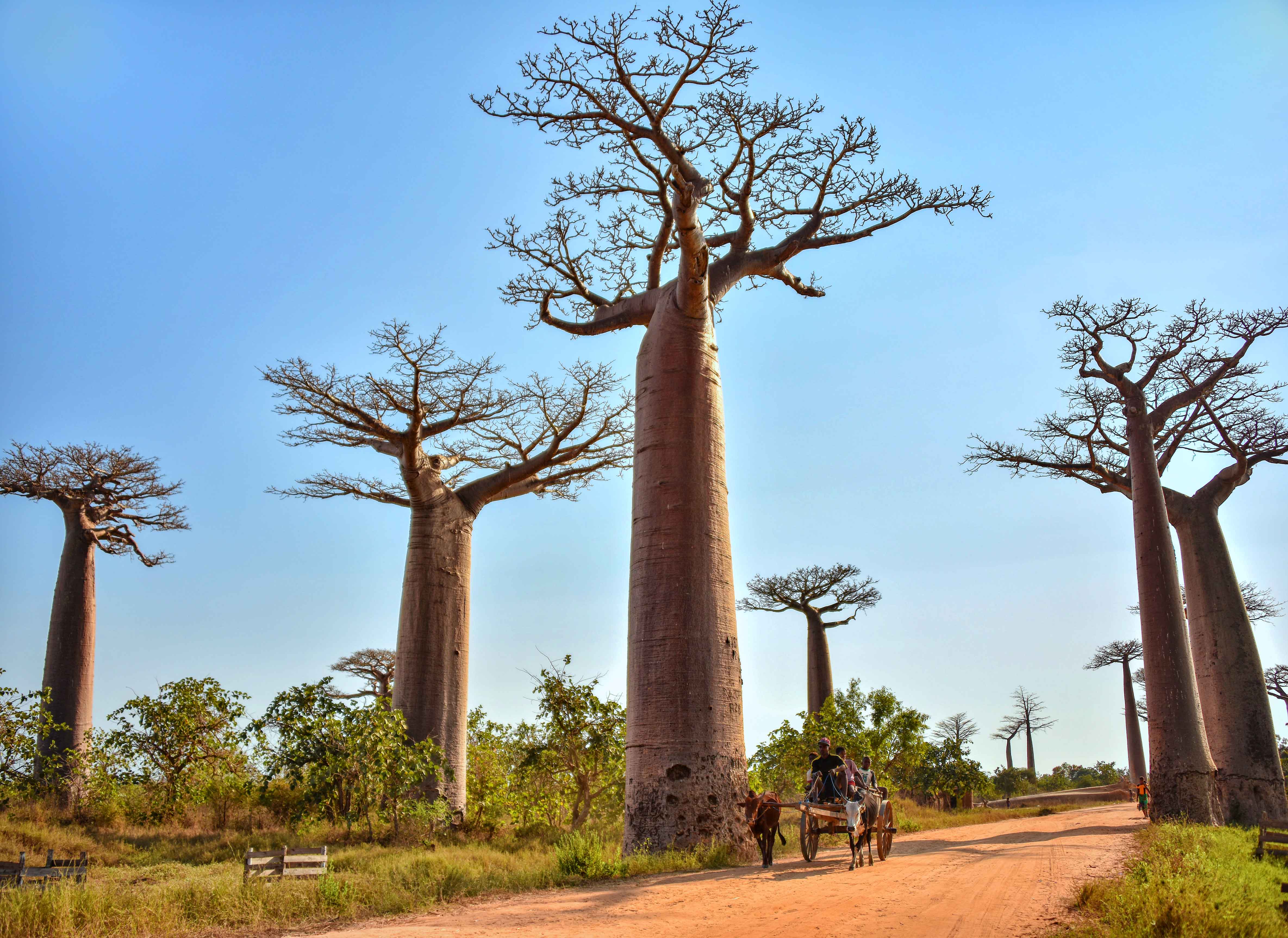 Photos of Morondava