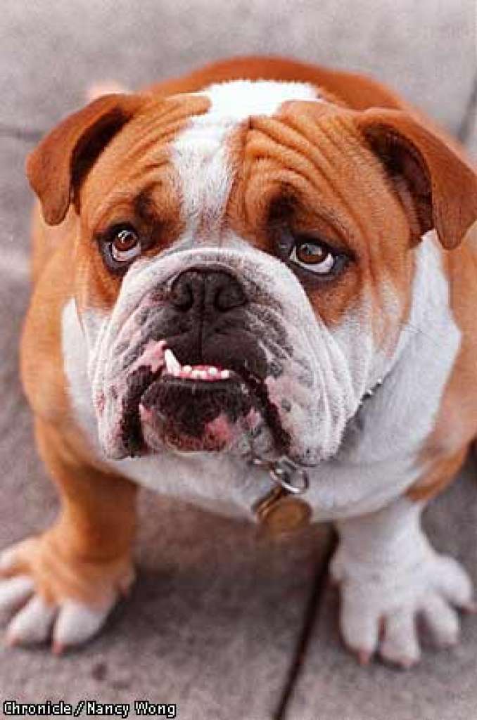 Bulldog - Wikipedia