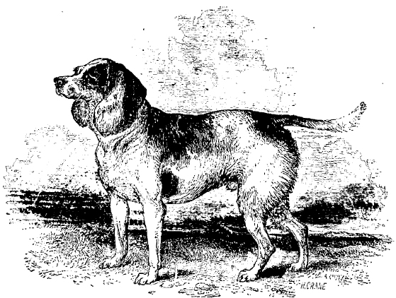 File:Beagle du nord.jpg