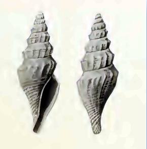 <i>Benthomangelia trophonoidea</i> Species of gastropod