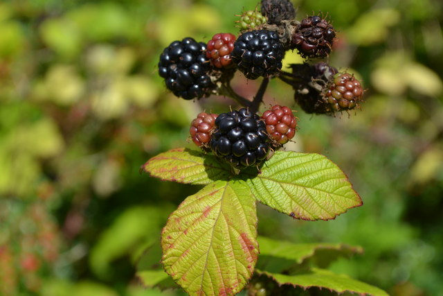 File:Blackberries beside Otterbourne Road - geograph.org.uk - 4627751.jpg