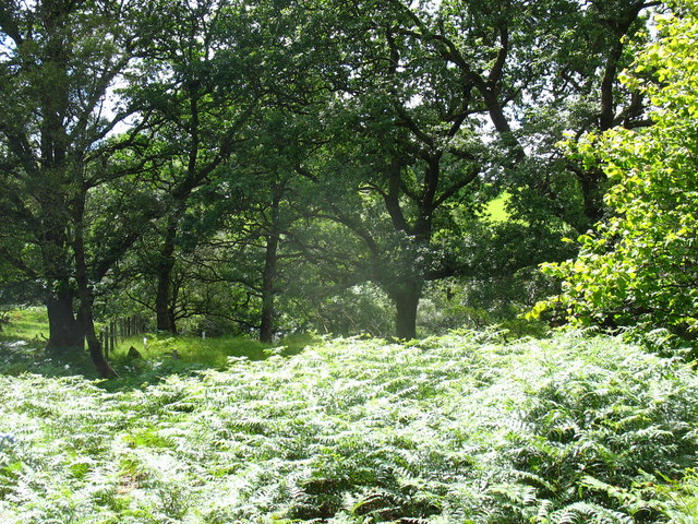 File:Bracken in a woodland clearing at Allt y Benglog National Nature Reserve - geograph.org.uk - 547361.jpg