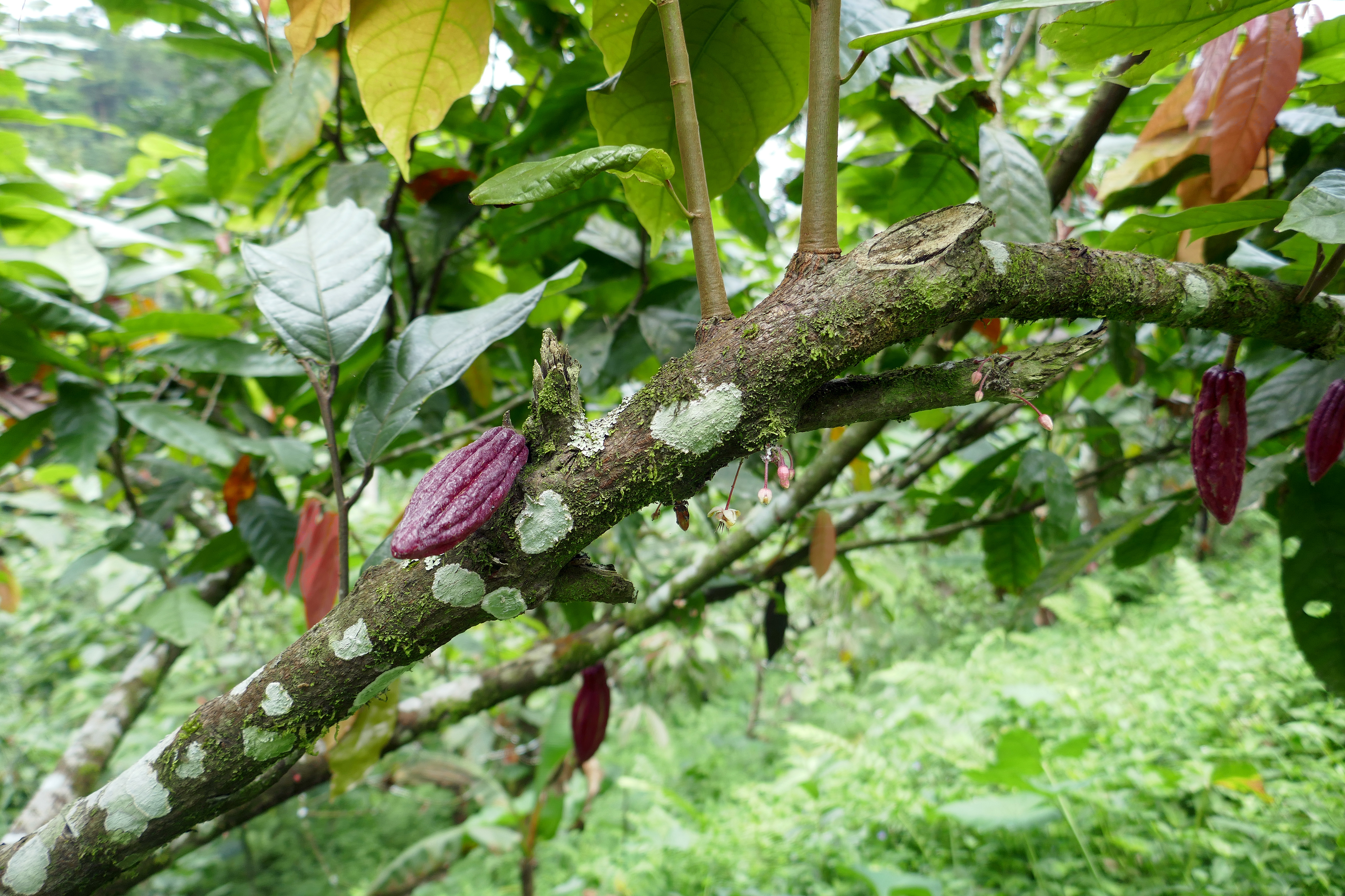 El arbol de cocao Single Origin Tree to Bar Chocolate