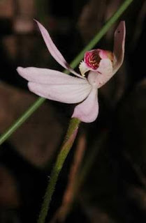 Caladenia Curtisepala.jpg