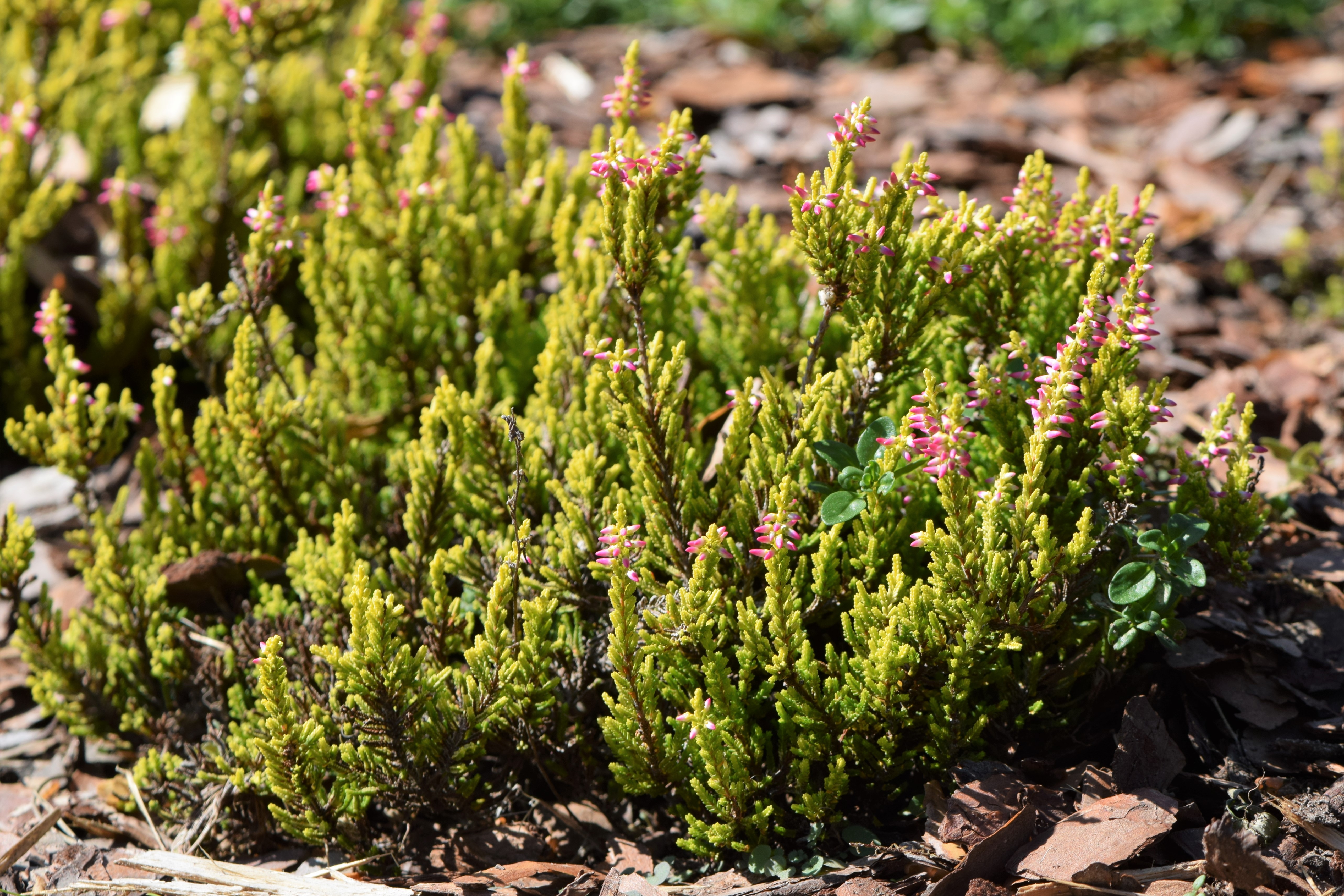 Calluna vulgaris Alicia