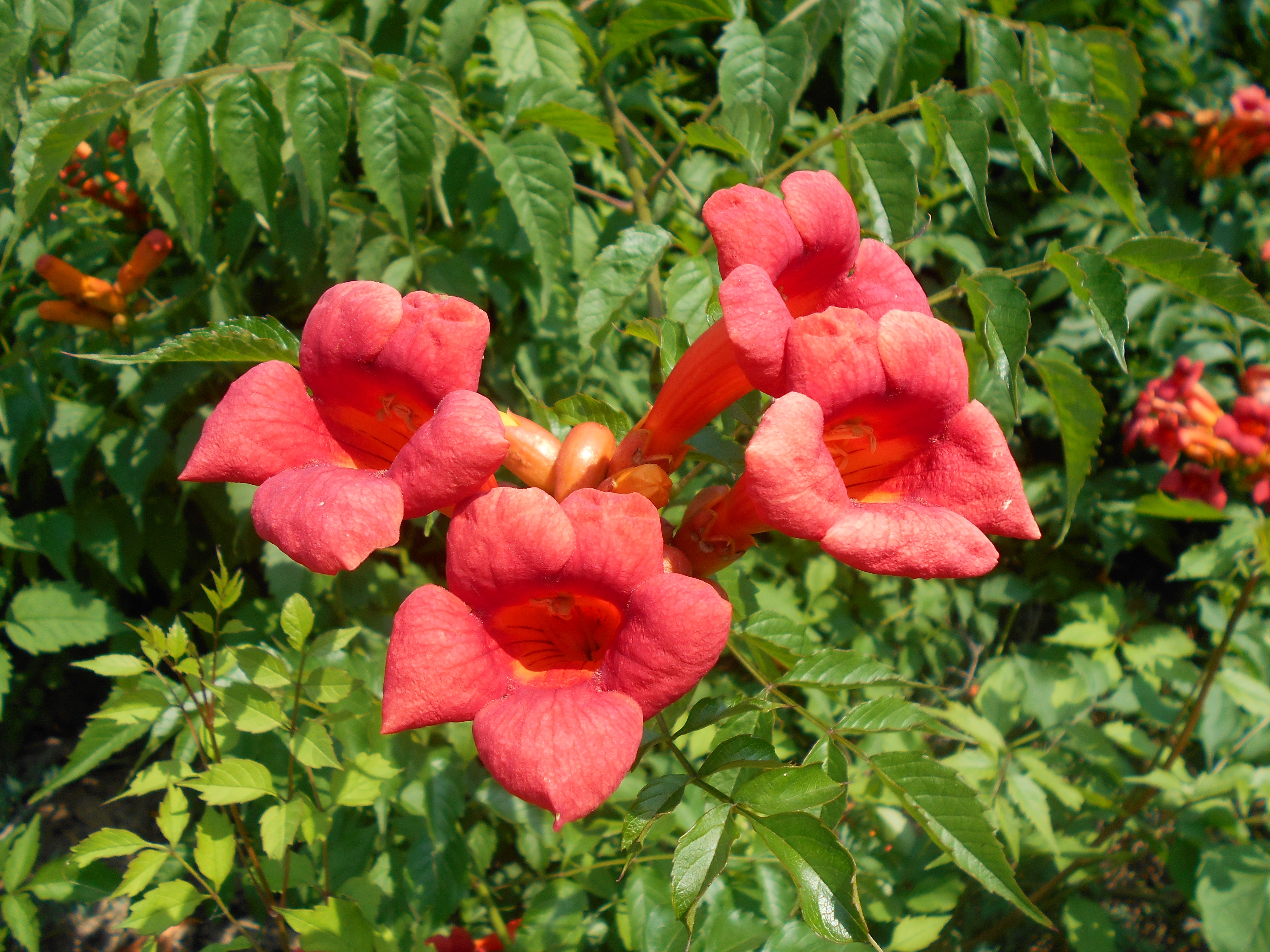 Campsis radicans - Wikipedia