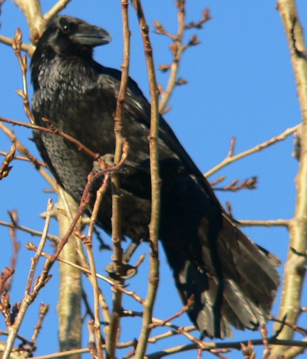corbeau — Wiktionnaire, le dictionnaire libre