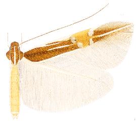 <i>Cosmopterix erinome</i> species of insect