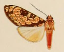 <i>Cresera ockendeni</i> Species of moth