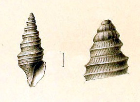 <i>Drilliola loprestiana</i> species of mollusc