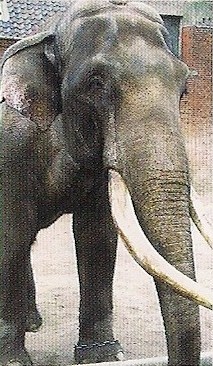 Elefanterne i København Zoo - Wikipedia, frie encyklopædi