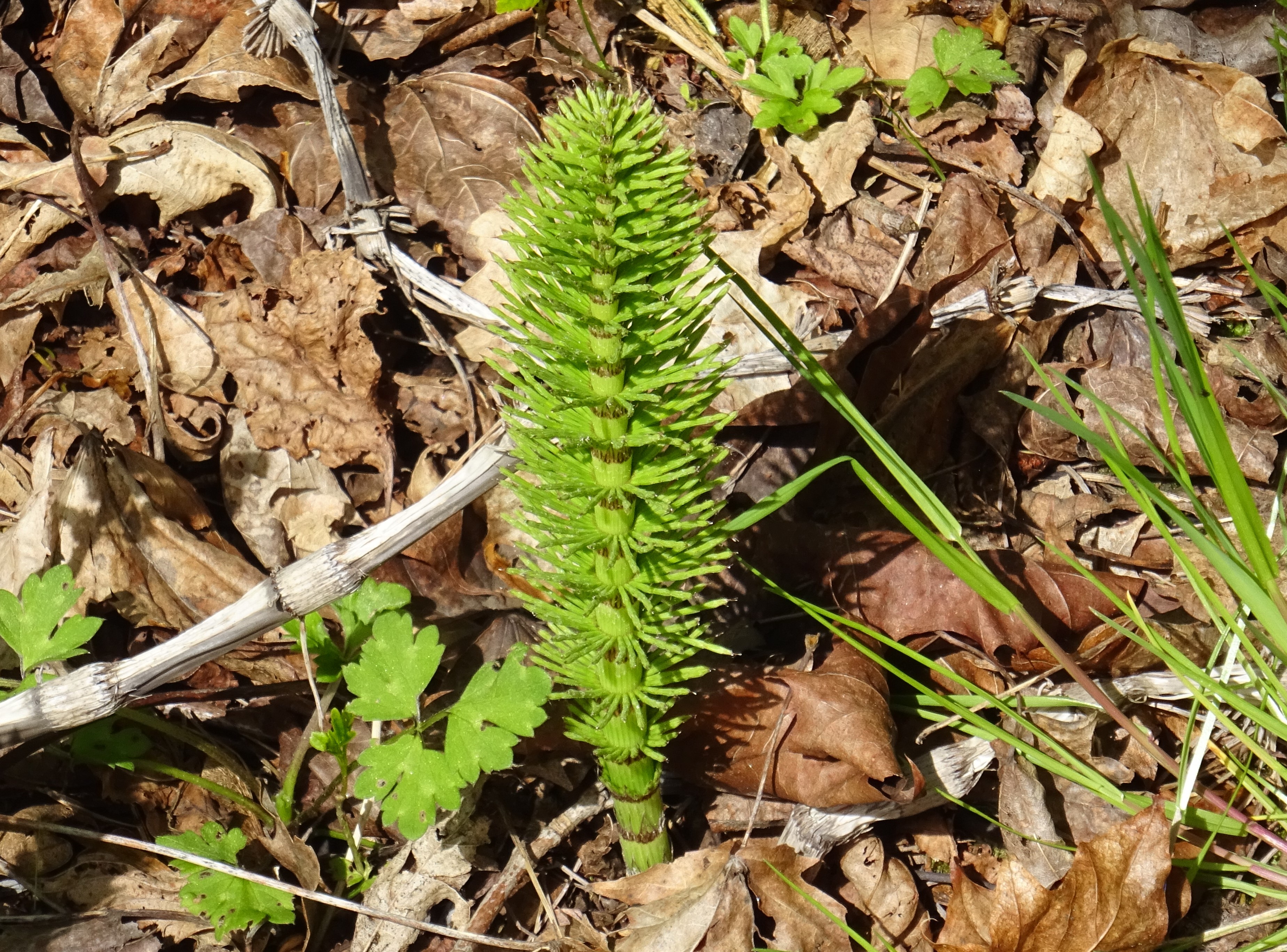 Horsetail перевод