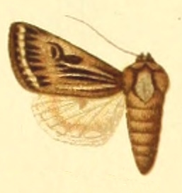 <i>Omphaloscelis polybela</i> species of insect