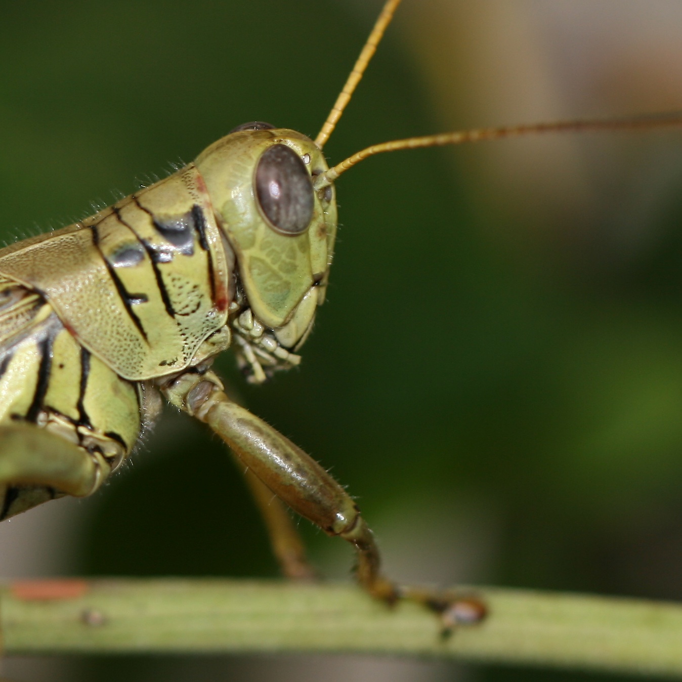 grasshopper face