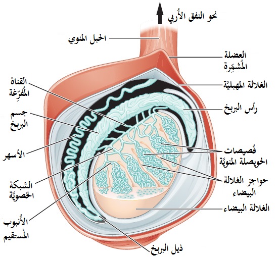 File:Figure 28 01 03-ar.jpg