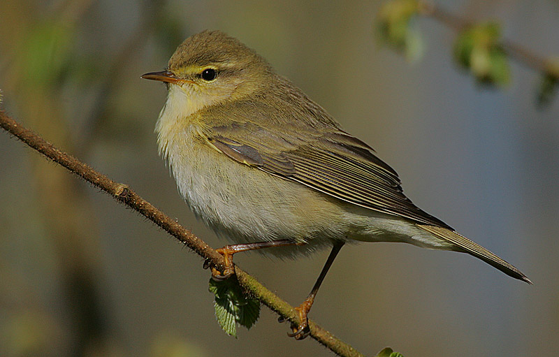 File:Flickr - Rainbirder - Willow Warbler (Phylloscopus trochilus).jpg