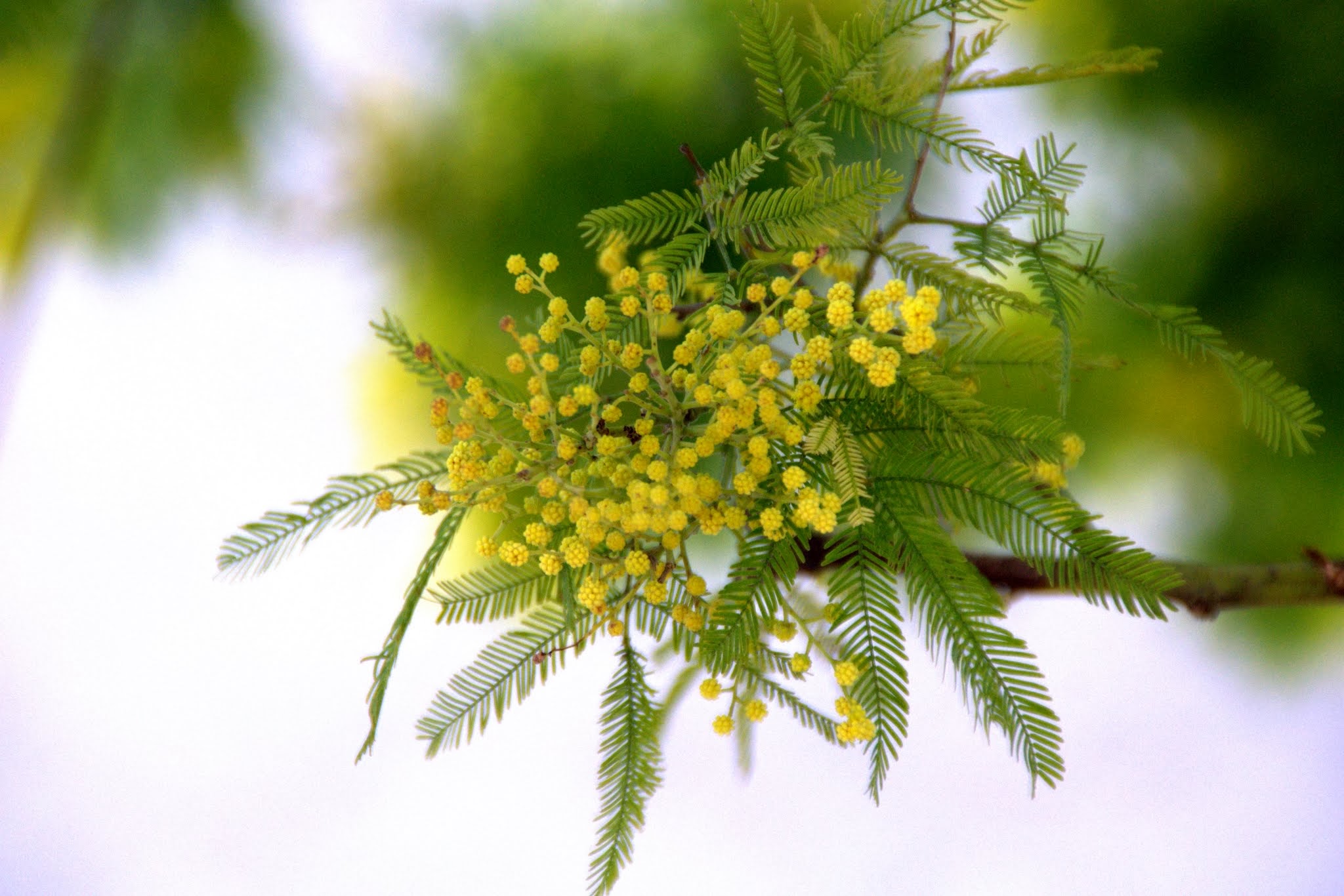 File:Flor de Mimosa.jpg - Wikimedia Commons