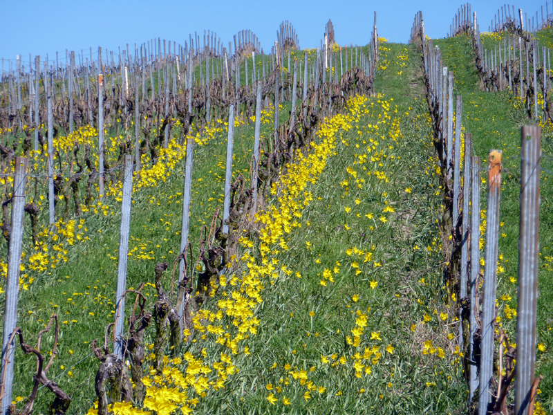 File:Gau-Odernheim-Wildtulpen2011-P1170435.jpg