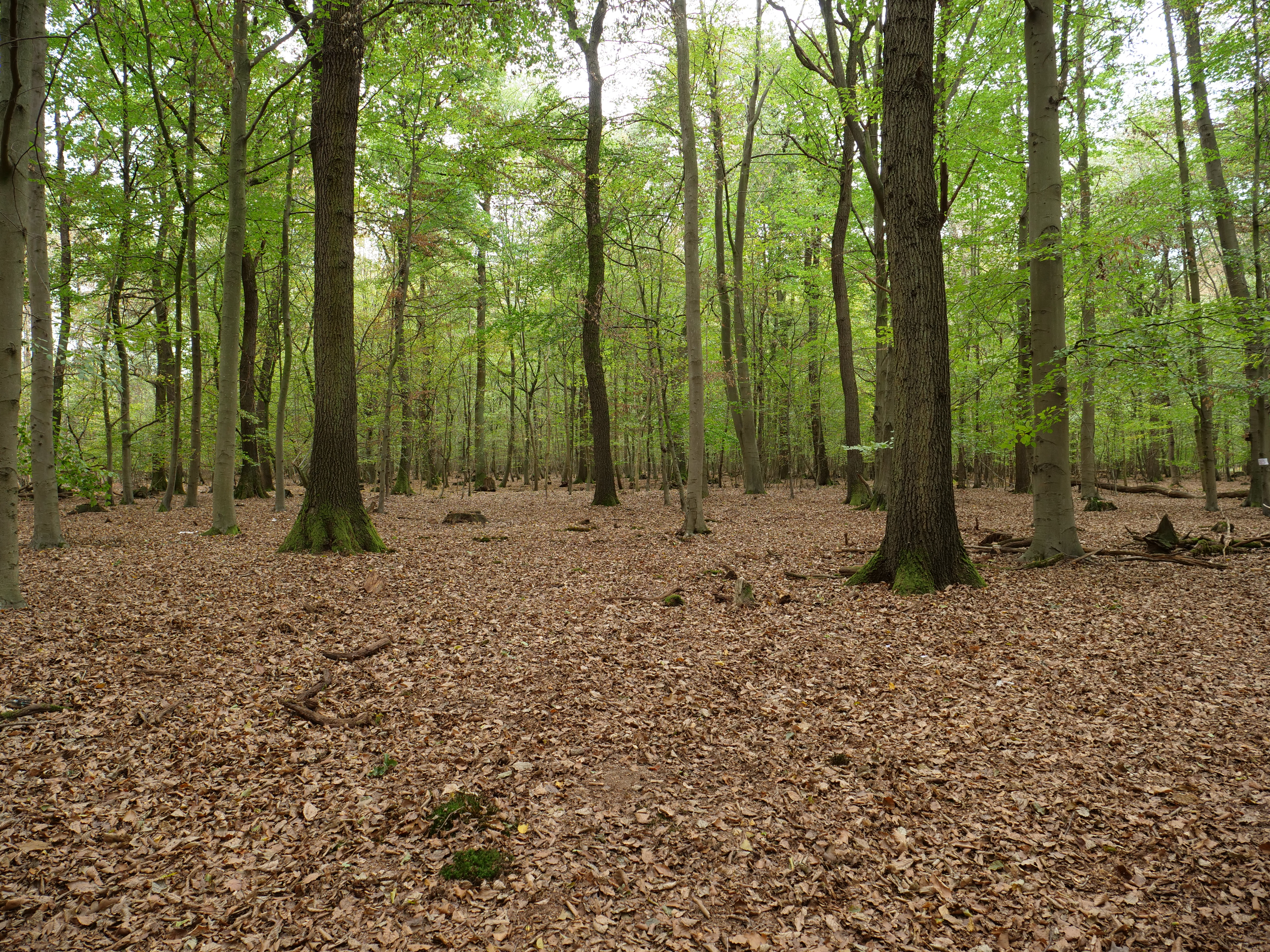 Forest 15. Лес 15х15см. Видео из леса 15 апреля 2022 Ленинградская область.