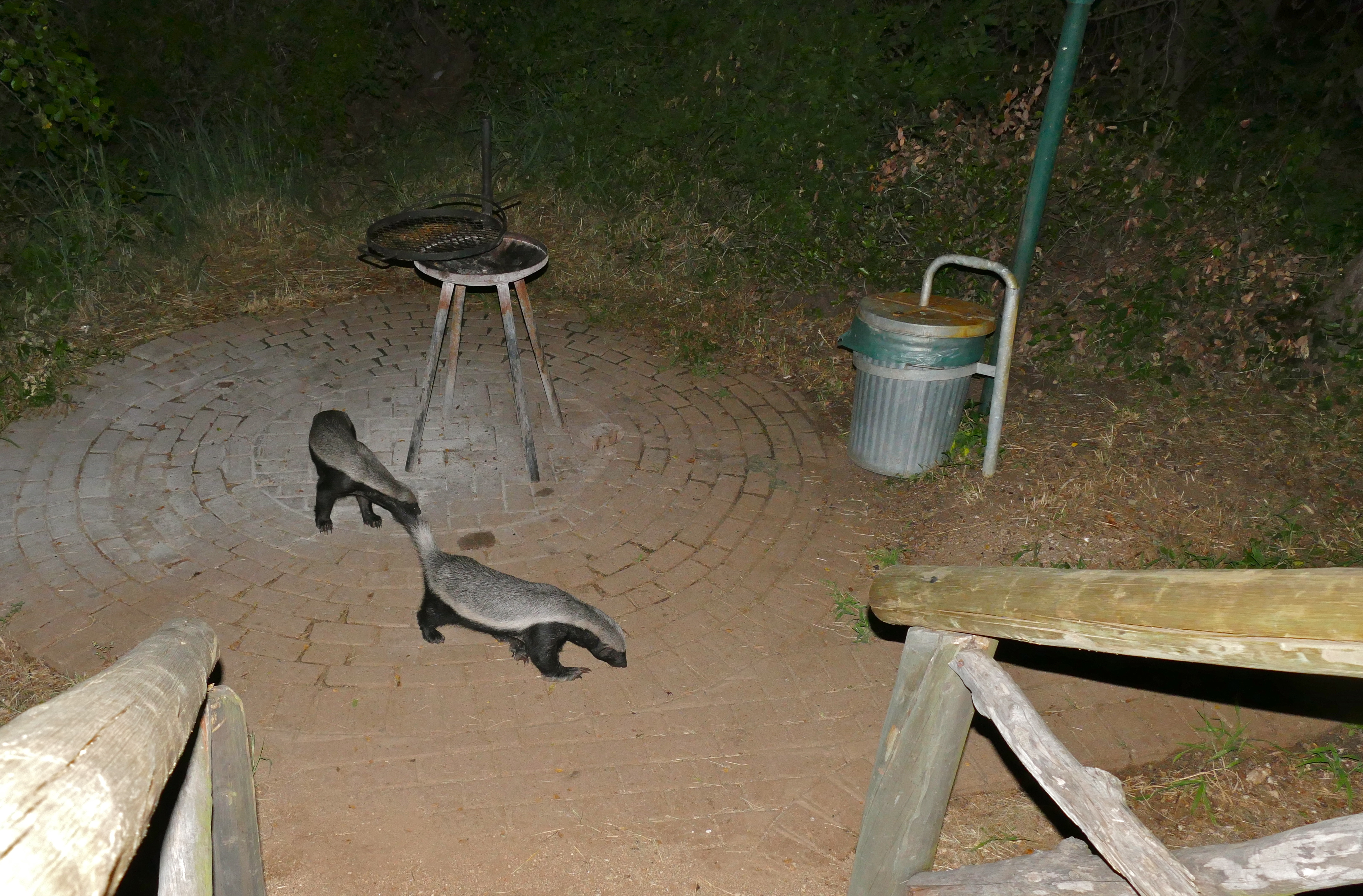 Honey Badgers (Mellivora capensis) (17161094137).jpg