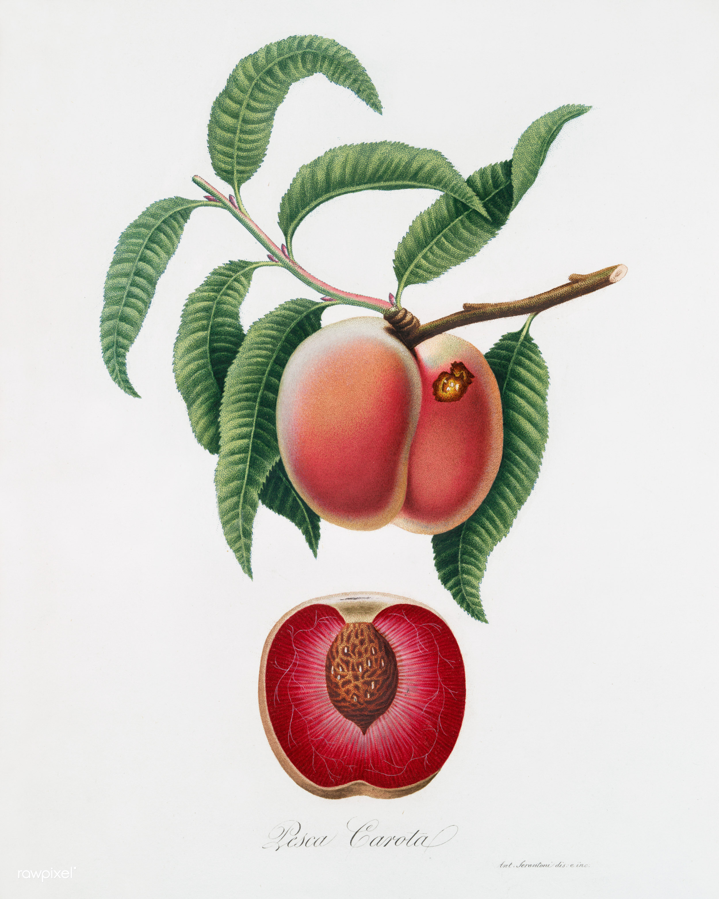 Ботаническая иллюстрация персик
