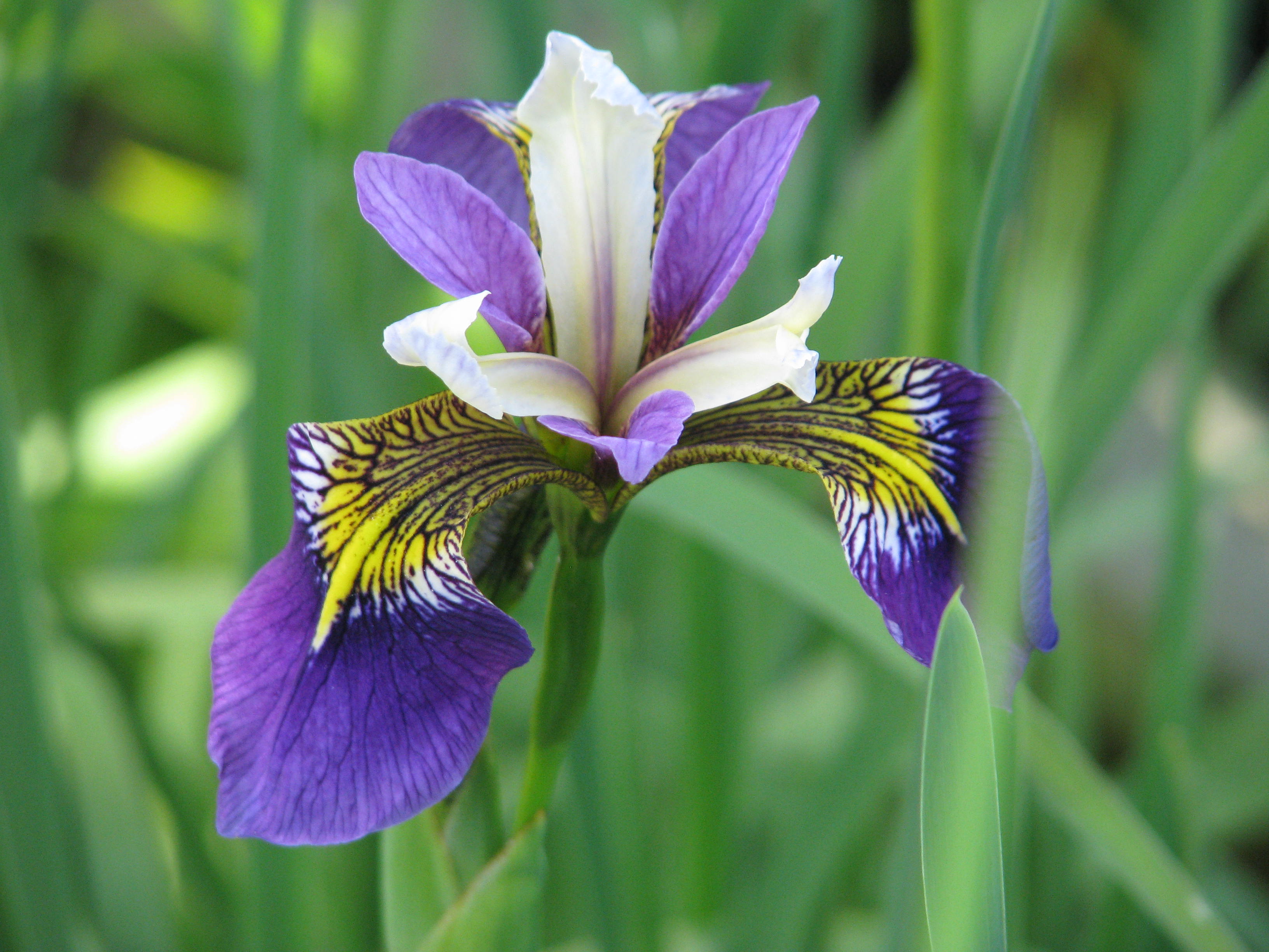 Iris pseudacorus x versicolor Regal Surprise (14332383801).jpg