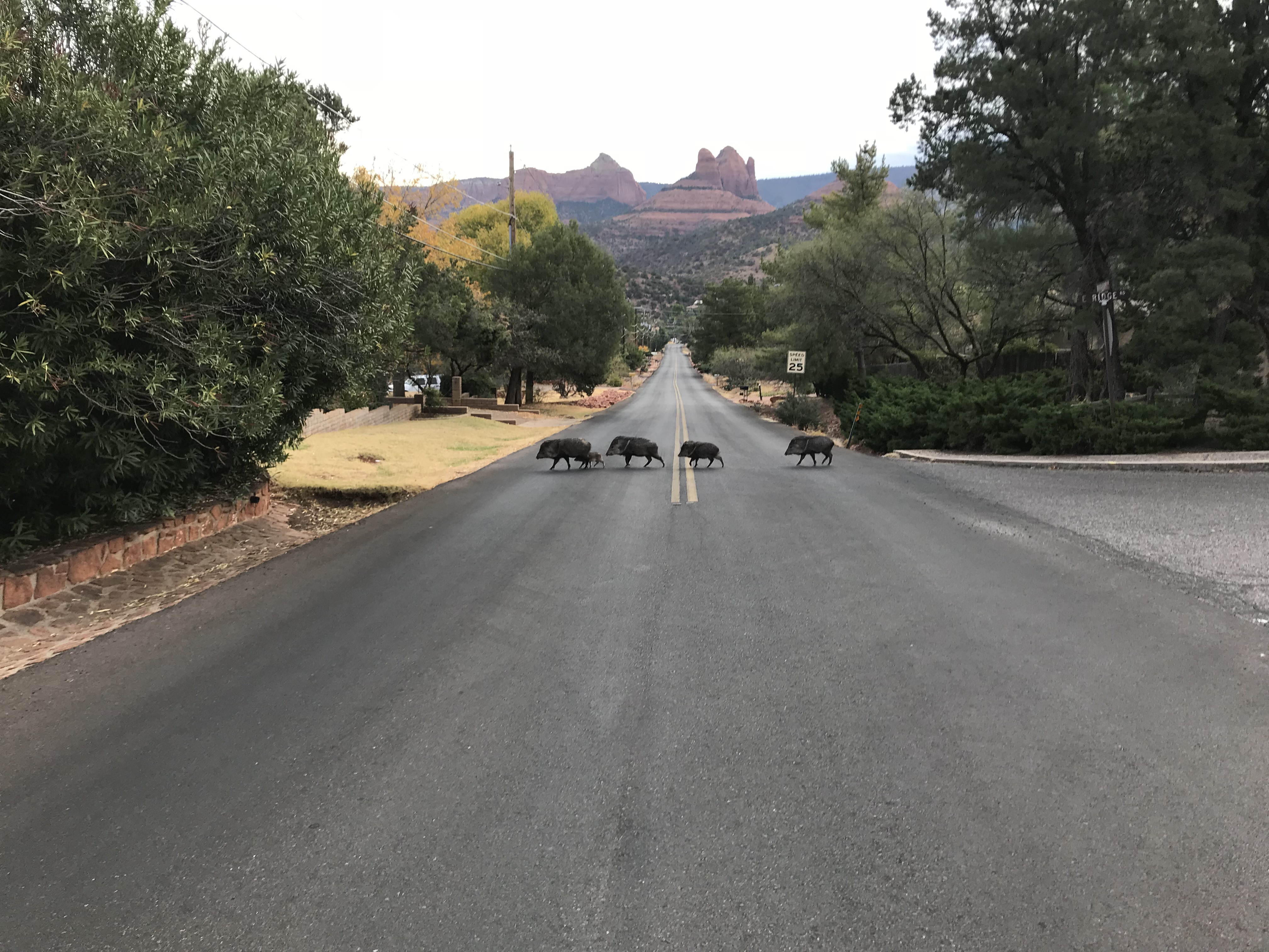 Javelinas_crossing_Road_in_Sedona%2C_Ari