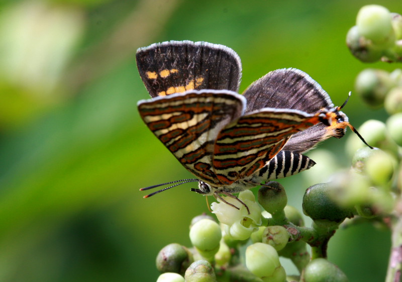 File:KL Ly Common Silverline 01 july 2008 (2640133755).jpg