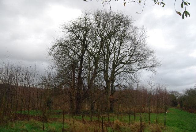File:Larger trees, Tree Nursery, Fordwich - geograph.org.uk - 1618784.jpg