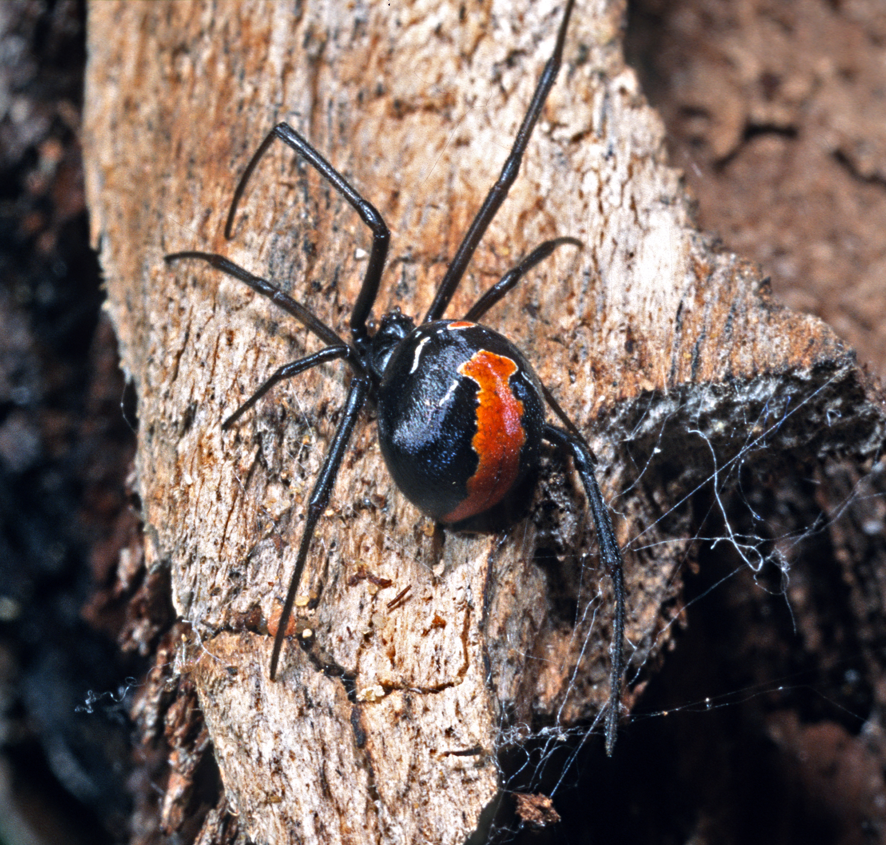 red back spider size