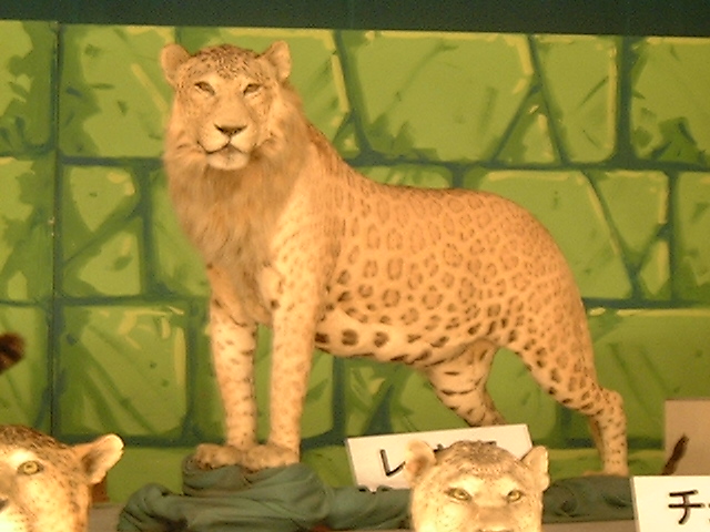 File:Leopon05.jpg