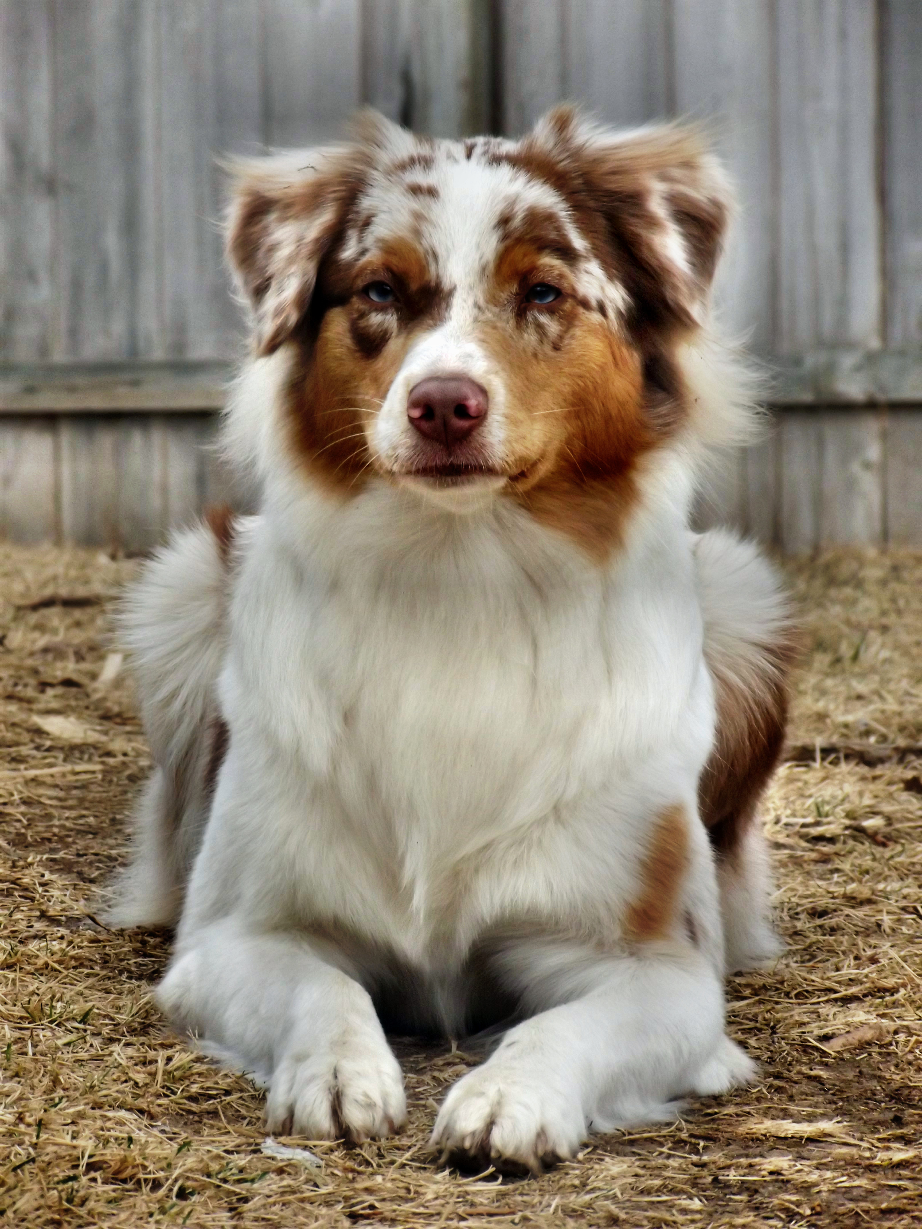 red merle australian shepherd mix