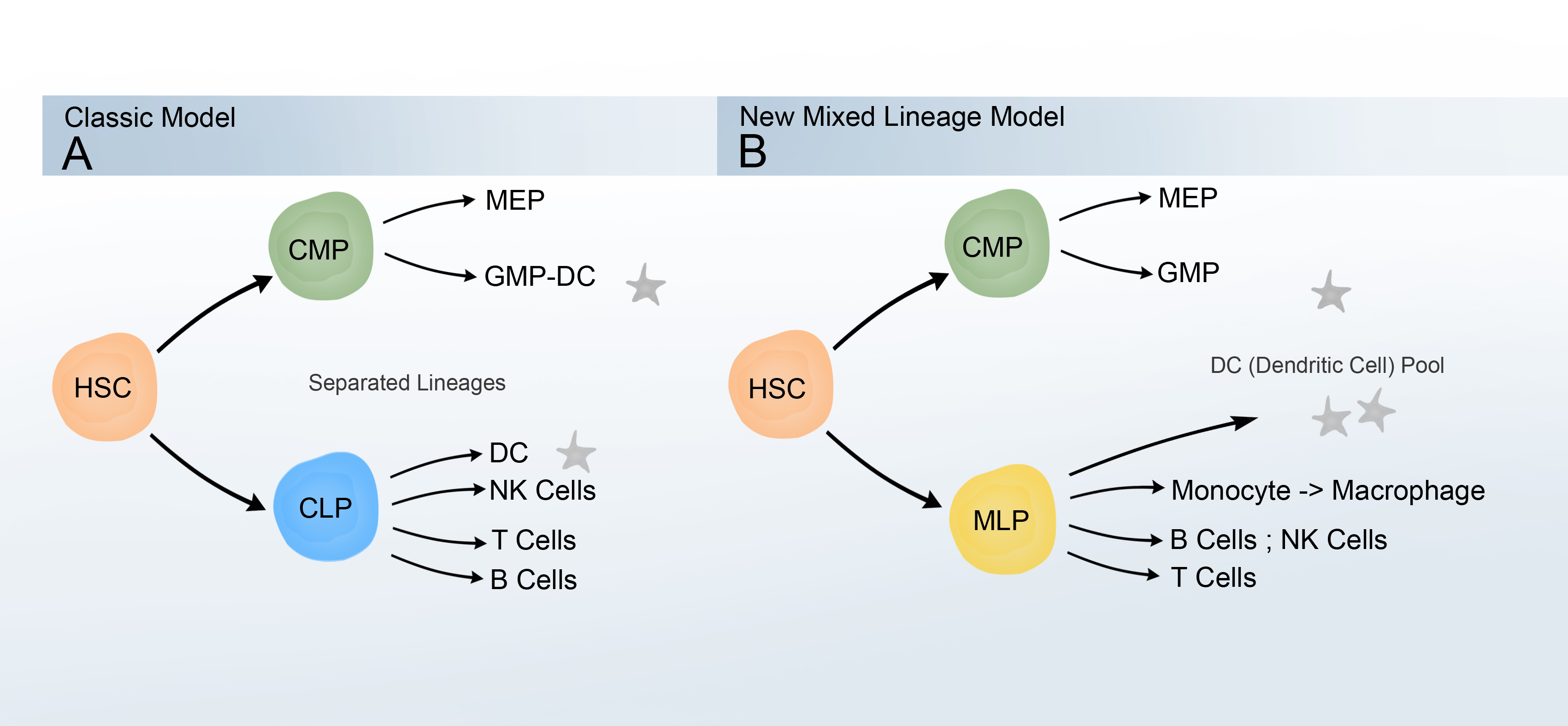 Blood Cell Lineage. Lymphopoiesis. Aml транзакции